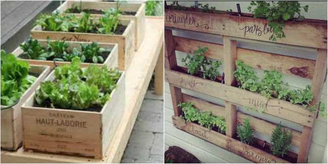 Salad Planter